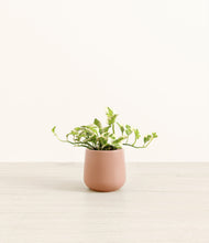 Load image into Gallery viewer, Calm Rose*****Profile