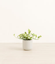 Load image into Gallery viewer, Cotton White*****Profile