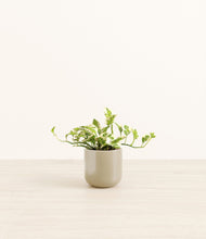 Load image into Gallery viewer, Sage Green*****Profile