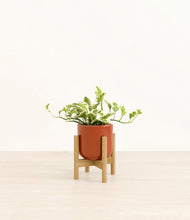Load image into Gallery viewer, Glossy Red stand:bamboo
