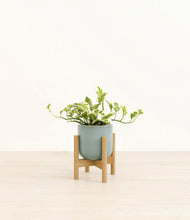 Load image into Gallery viewer, Reactive Aqua stand:bamboo