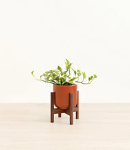 Load image into Gallery viewer, Glossy Red stand:walnut