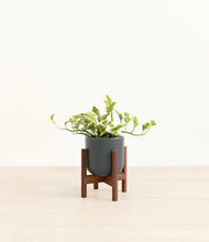 Load image into Gallery viewer, Iron Gray stand:walnut