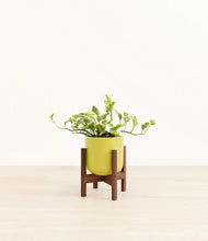 Load image into Gallery viewer, Key Lime Yellow stand:walnut