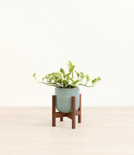 Load image into Gallery viewer, Reactive Aqua stand:walnut