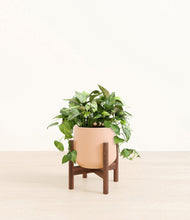 Load image into Gallery viewer, Gentle Pink stand:walnut