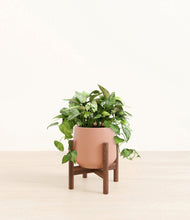 Load image into Gallery viewer, Calm Rose stand:walnut