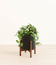 Load image into Gallery viewer, Black stand:walnut