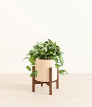 Load image into Gallery viewer, Cream stand:walnut