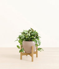 Load image into Gallery viewer, Desert Brown stand:bamboo