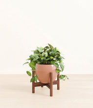 Load image into Gallery viewer, Calm Rose stand:walnut