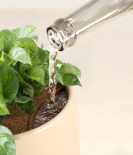 Load image into Gallery viewer, Almond Green stand:all