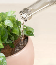 Load image into Gallery viewer, Calm Rose stand:all