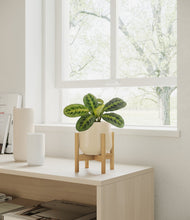 Lade das Bild in den Galerie-Viewer, Almond Green stand:bamboo