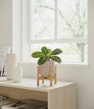 Lade das Bild in den Galerie-Viewer, Eternal Gray stand:bamboo
