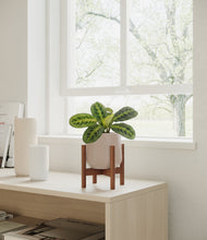 Lade das Bild in den Galerie-Viewer, Eternal Gray stand:walnut