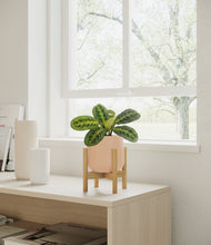 Lade das Bild in den Galerie-Viewer, Gentle Pink stand:bamboo