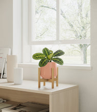 Lade das Bild in den Galerie-Viewer, Calm Rose stand:bamboo