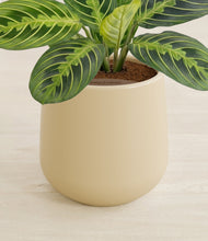 Lade das Bild in den Galerie-Viewer, Almond Green stand:all