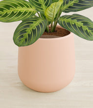 Lade das Bild in den Galerie-Viewer, Gentle Pink stand:all