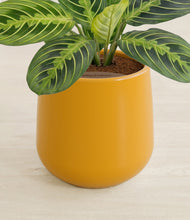 Lade das Bild in den Galerie-Viewer, Mustard stand:all