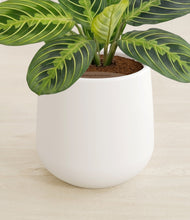 Lade das Bild in den Galerie-Viewer, White stand:all
