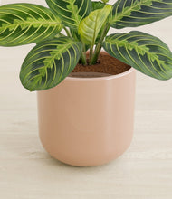 Lade das Bild in den Galerie-Viewer, Glossy Pink stand:all