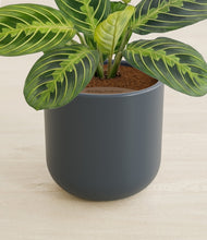 Lade das Bild in den Galerie-Viewer, Iron Gray stand:all