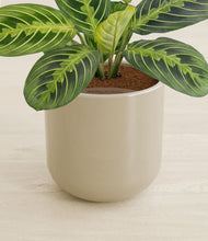 Lade das Bild in den Galerie-Viewer, Sage Green stand:all