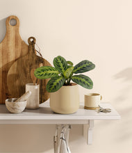 Lade das Bild in den Galerie-Viewer, Almond Green