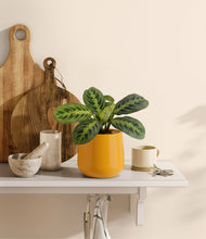 Lade das Bild in den Galerie-Viewer, Mustard