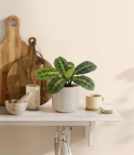 Lade das Bild in den Galerie-Viewer, Cotton White