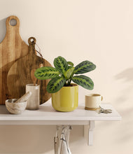 Lade das Bild in den Galerie-Viewer, Key Lime Yellow