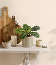 Lade das Bild in den Galerie-Viewer, Sage Green