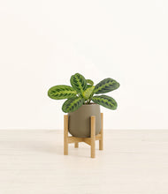 Lade das Bild in den Galerie-Viewer, Olive stand:bamboo