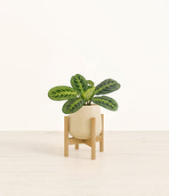 Lade das Bild in den Galerie-Viewer, Almond Green stand:bamboo