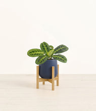 Lade das Bild in den Galerie-Viewer, Deep Navy stand:bamboo