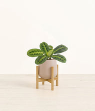 Lade das Bild in den Galerie-Viewer, Eternal Gray stand:bamboo