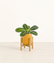 Lade das Bild in den Galerie-Viewer, Mustard stand:bamboo