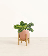 Lade das Bild in den Galerie-Viewer, Calm Rose stand:bamboo