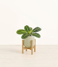 Lade das Bild in den Galerie-Viewer, Turquoise stand:bamboo