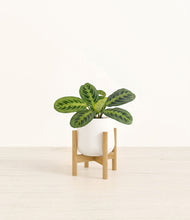 Lade das Bild in den Galerie-Viewer, White stand:bamboo