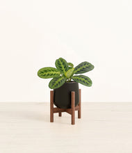 Lade das Bild in den Galerie-Viewer, Black stand:walnut
