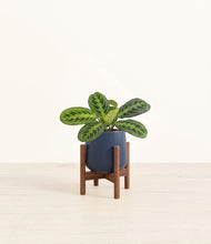 Lade das Bild in den Galerie-Viewer, Deep Navy stand:walnut