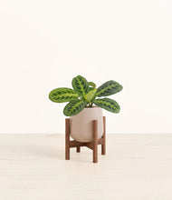 Lade das Bild in den Galerie-Viewer, Eternal Gray stand:walnut