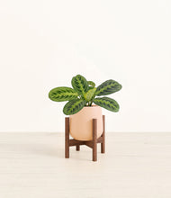 Lade das Bild in den Galerie-Viewer, Gentle Pink stand:walnut