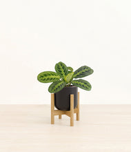 Lade das Bild in den Galerie-Viewer, Stone Black stand:bamboo