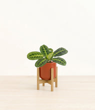 Lade das Bild in den Galerie-Viewer, Glossy Red stand:bamboo