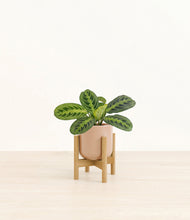 Lade das Bild in den Galerie-Viewer, Glossy Pink stand:bamboo