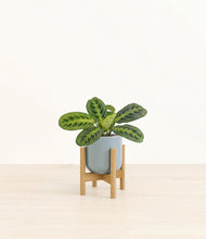 Lade das Bild in den Galerie-Viewer, Misty Blue stand:bamboo